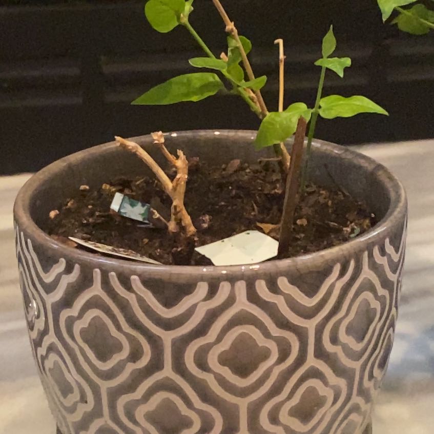 Photo of the plant species Jasmine by @DearTormentil named Pax on Greg, the plant care app