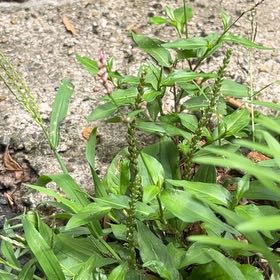 Photo of the plant species Persicaria Longiseta by @UniquelyVetiver named Aria on Greg, the plant care app