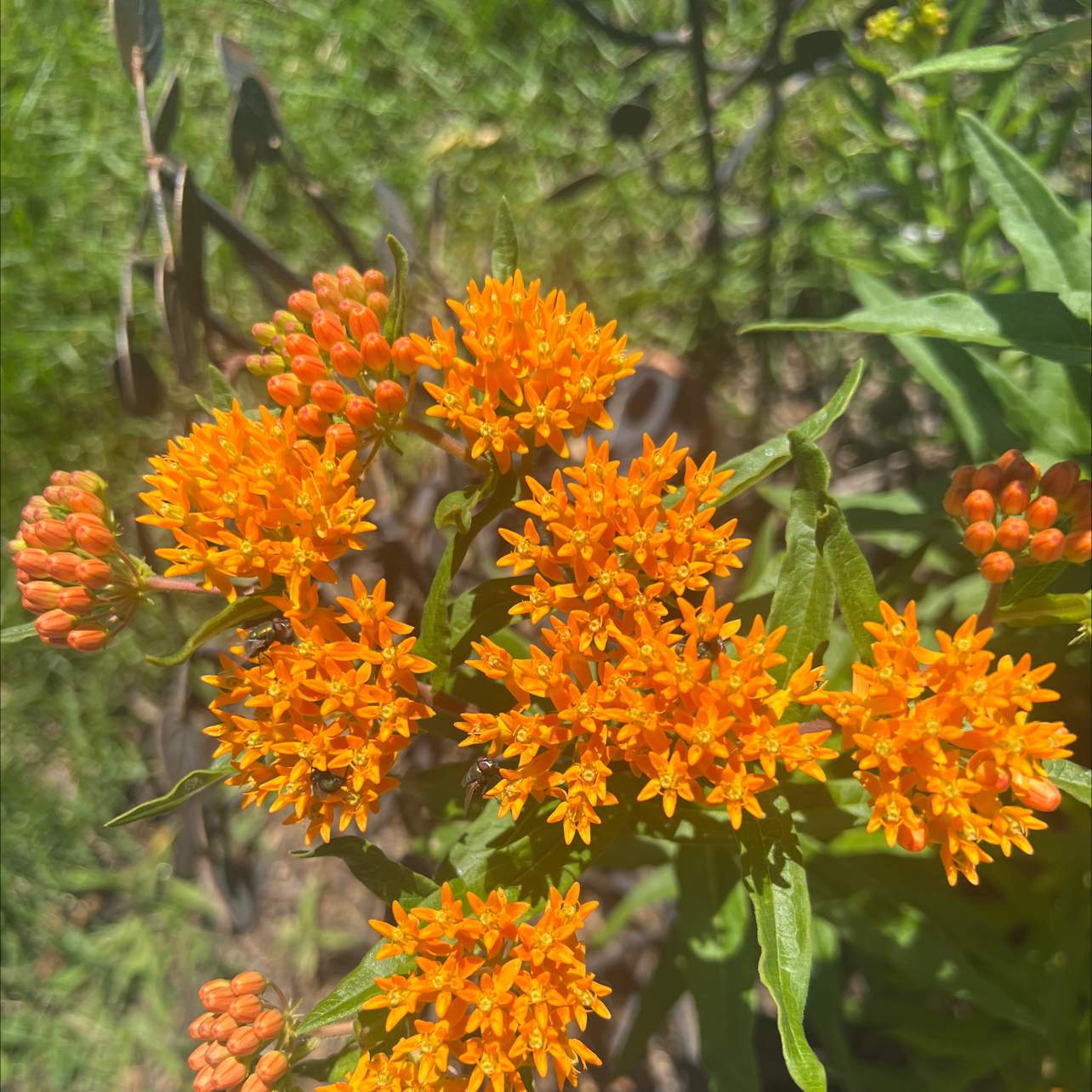 Rolfs' Milkweed with vibrant orange flowers in an outdoor setting.