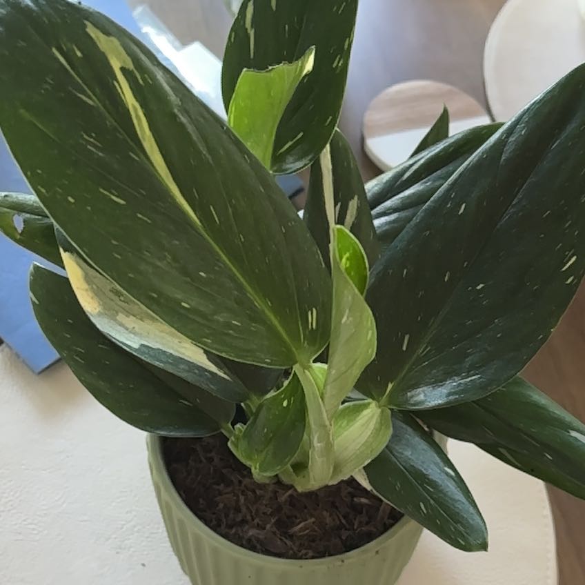 Photo of the plant species Monstera Cobra by @gosiaaa named Muhammad Ali on Greg, the plant care app