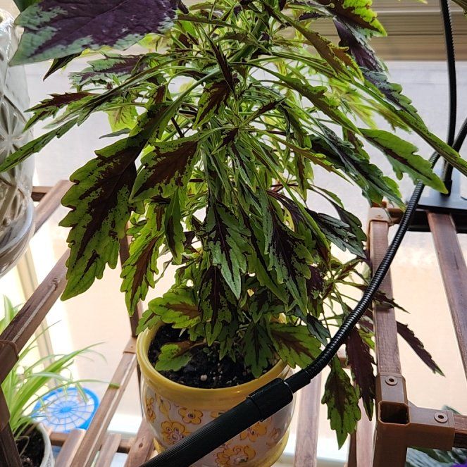 Photo of the plant species FlameThrower™ Salsa Verde Coleus by @AceJubileeivy named Dolores on Greg, the plant care app