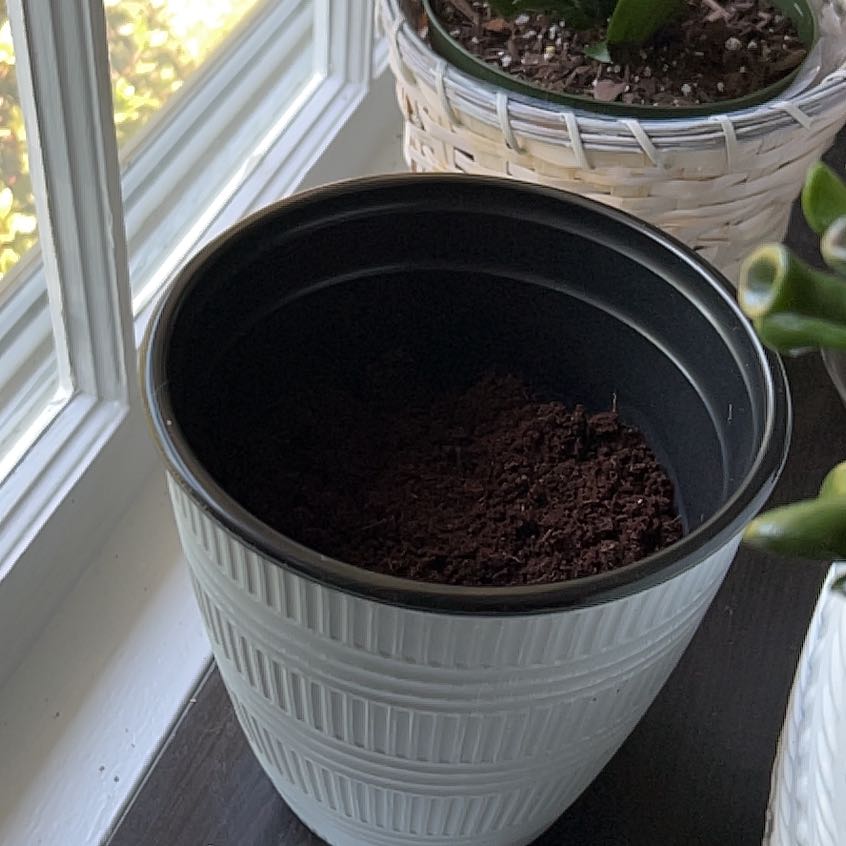 Photo of the plant species Eucalyptus Lemon Bush by @BarteePartee named Harmony on Greg, the plant care app