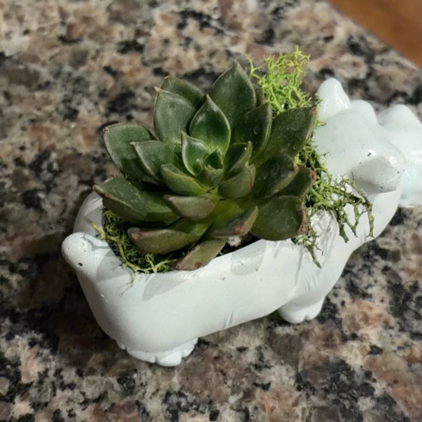 Photo of the plant species Echeveria by @AwesomeLilliput named Coco on Greg, the plant care app
