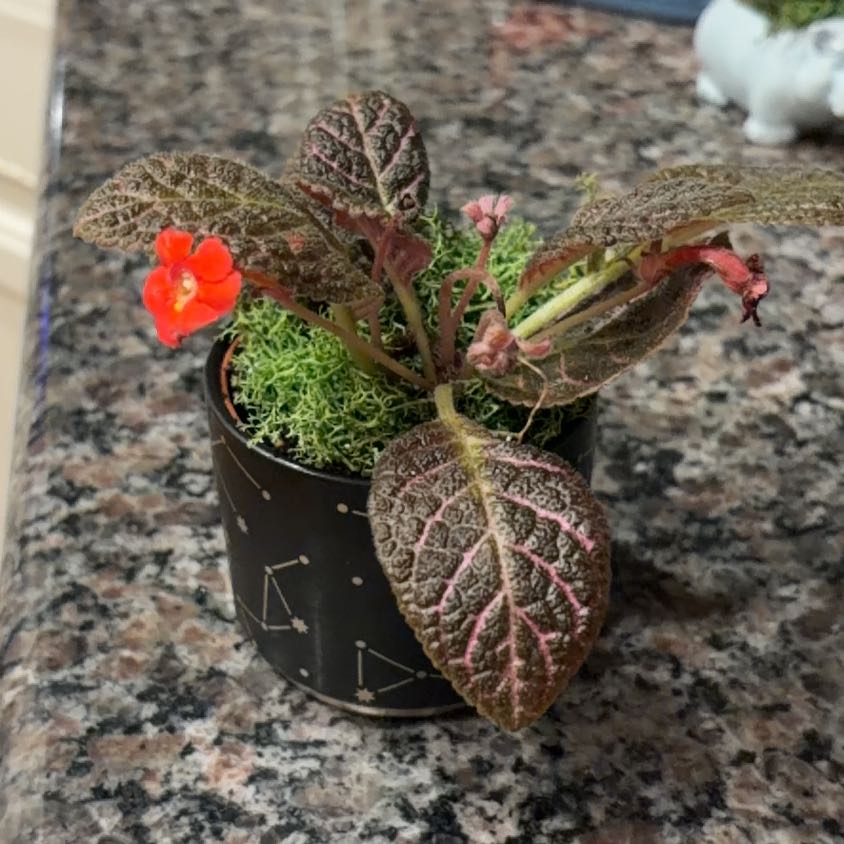 Photo of the plant species Flame Violet by @AwesomeLilliput named Yennifer on Greg, the plant care app