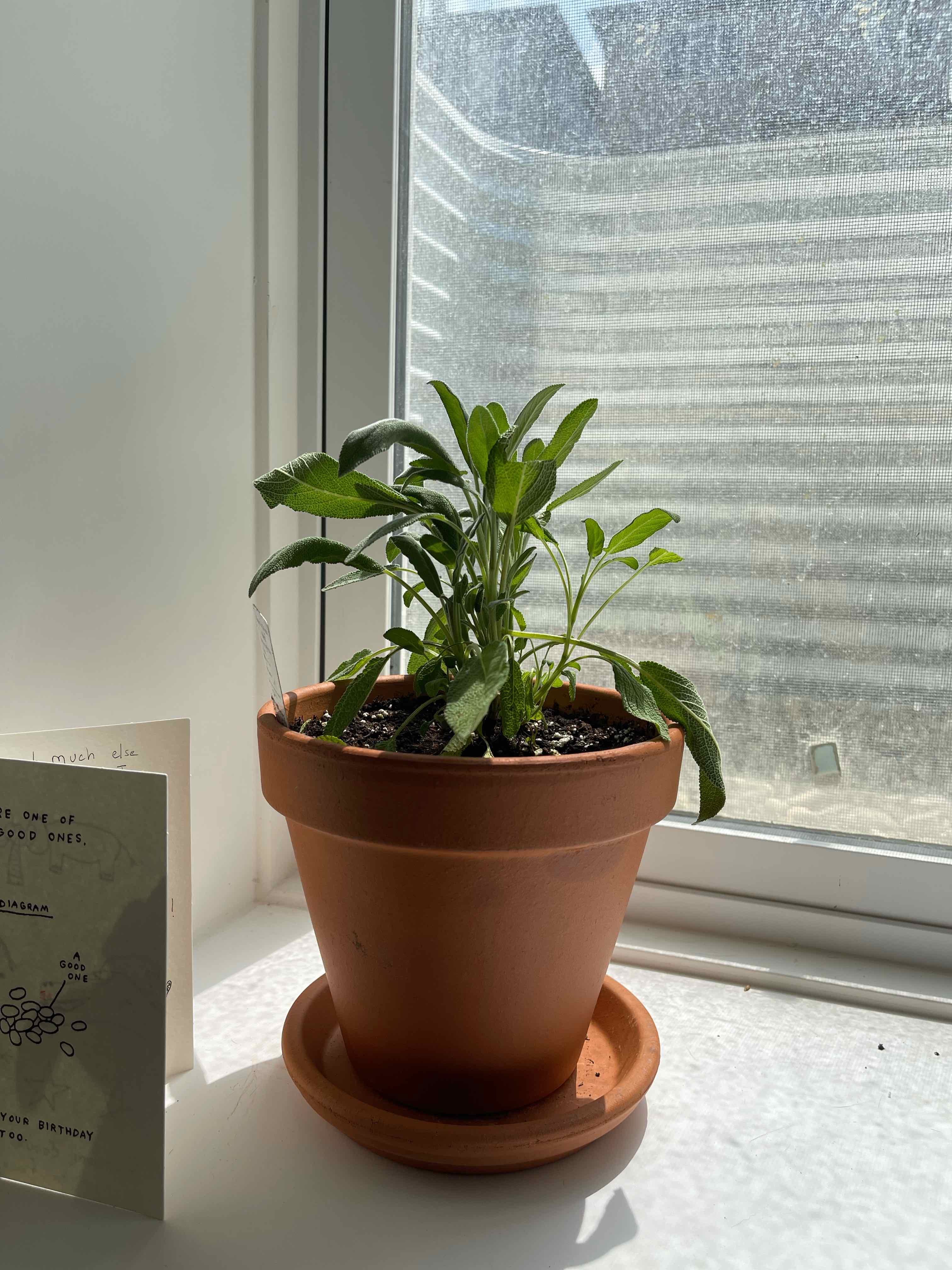 Potted Common Sage plant on a windowsill with visible soil and healthy green leaves.