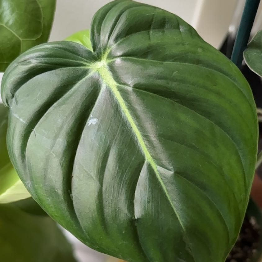 Close-up of a healthy Philodendron 'McDowell' leaf with prominent veins.