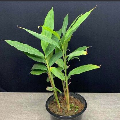 Photo of the plant species Elettaria Cardamomum by @Bluelotus named Cardamom on Greg, the plant care app