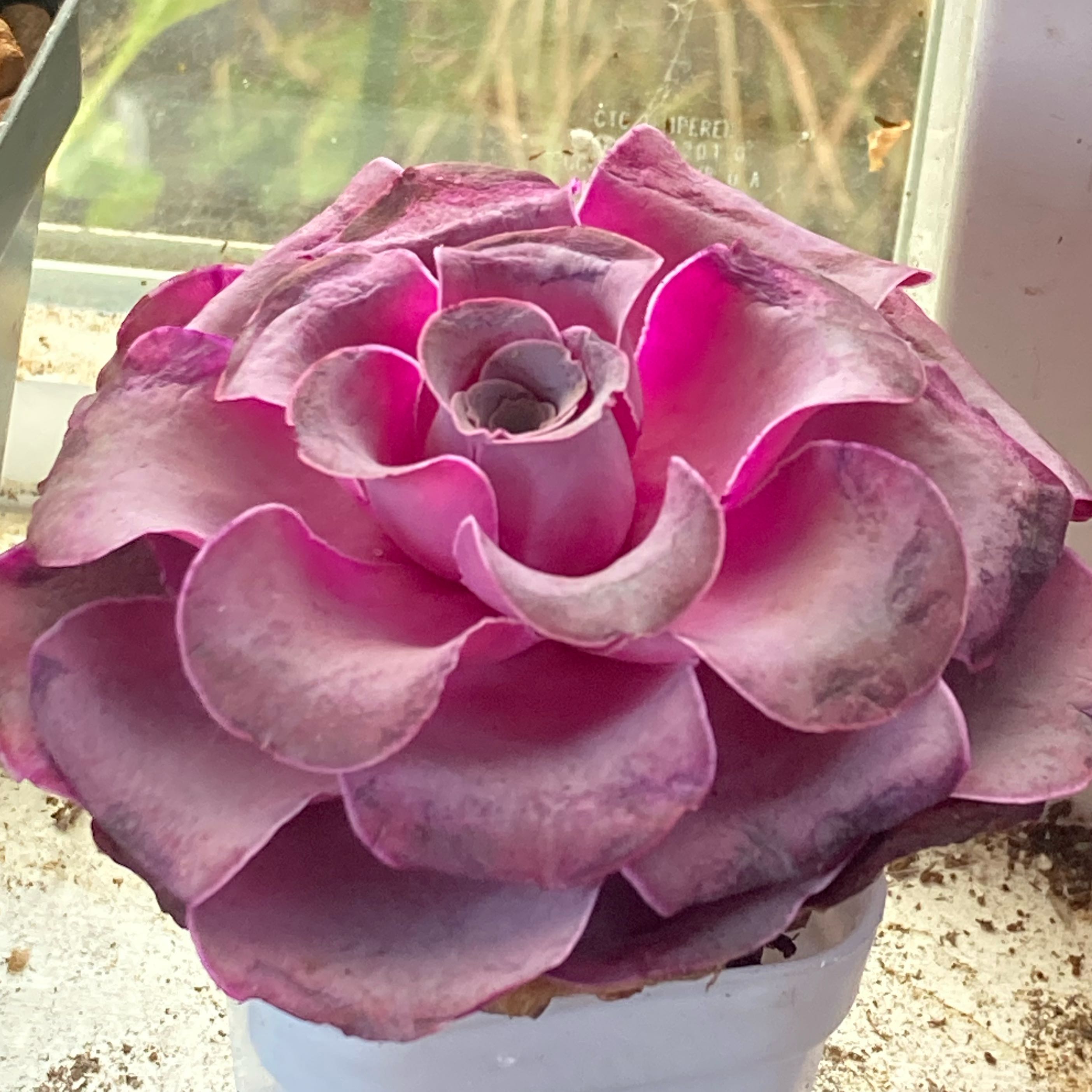 Photo of the plant species Cherry Rose by @Bluelotus named Greenovia Aurea on Greg, the plant care app