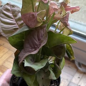 Photo of the plant species Neon Allusion Arrowhead Plant by @BoldDropwort named Khaleesi on Greg, the plant care app