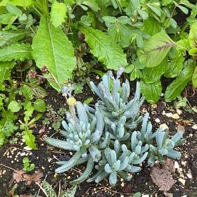 Photo of the plant species Big Blue Chalksticks by @JauntyAgboy named Bigleef Smalls on Greg, the plant care app