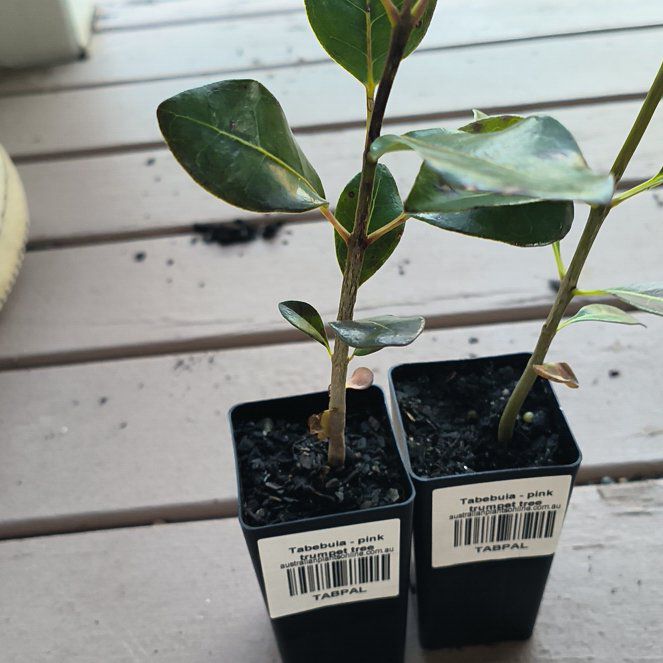 Photo of the plant species Pink Trumpet-Tree by @RoundWaxivy named Scarlett on Greg, the plant care app