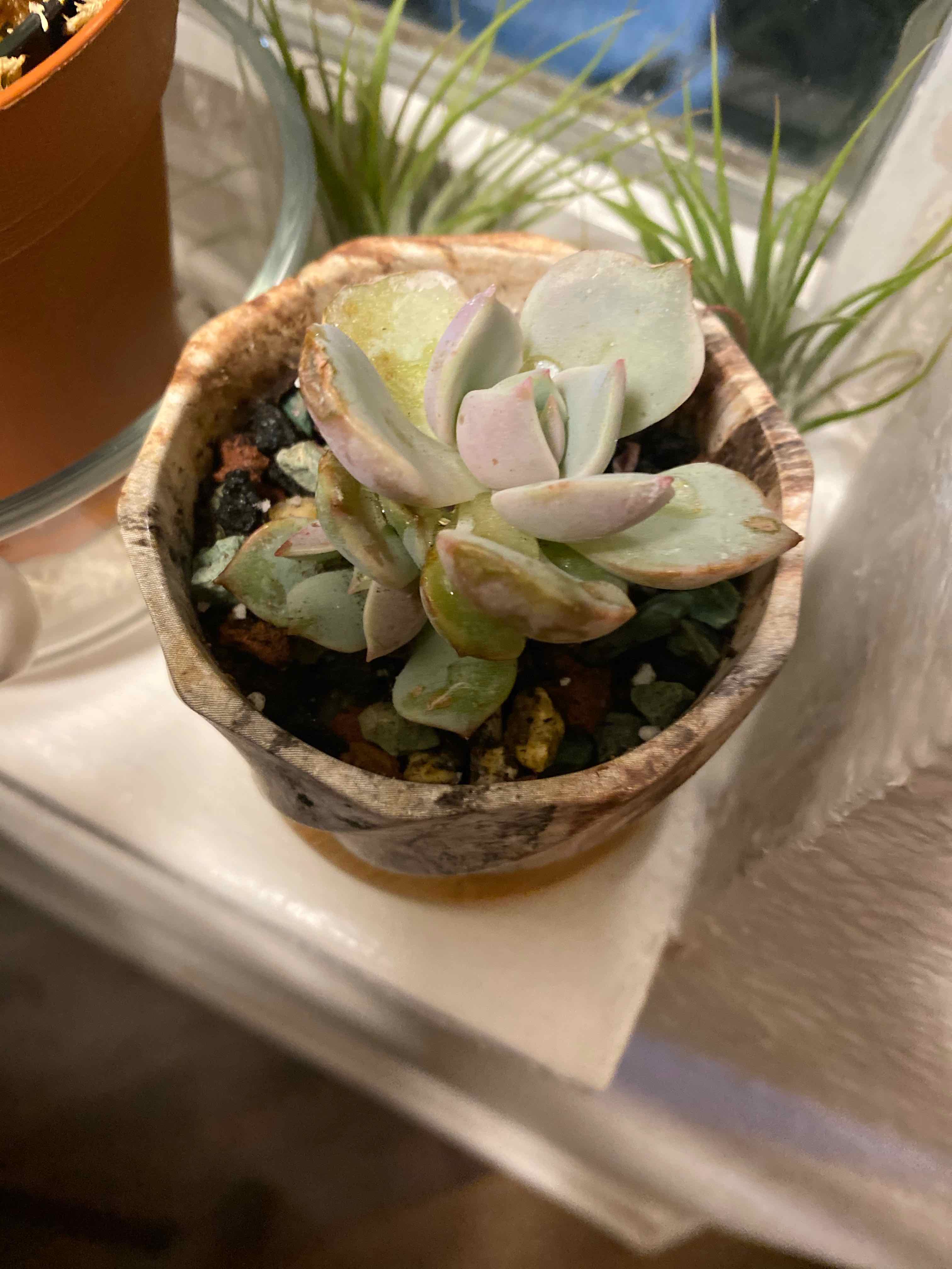Beautiful Graptopetalum succulent in a pot with some leaf discoloration.