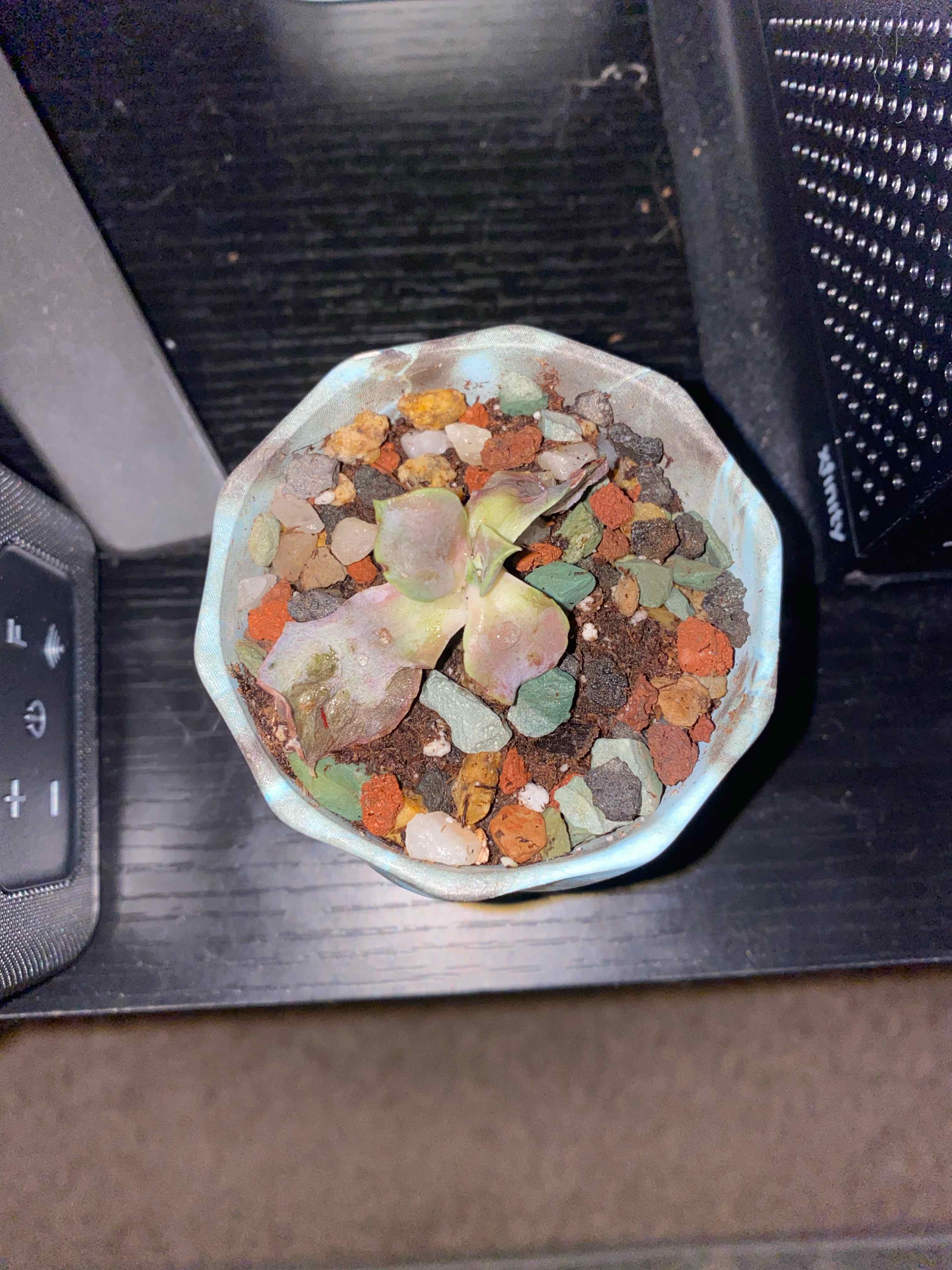 Echeveria Gibbiflora plant in a pot with colorful pebbles, showing some leaf browning.