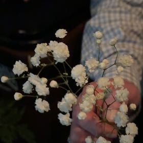 Photo of the plant species Baby's Breath by @FoxyCutgrass named Beckham on Greg, the plant care app