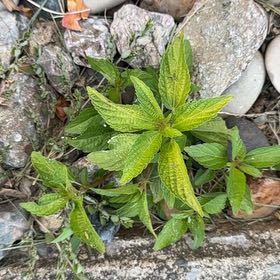 Photo of the plant species Virginia Copperleaf by @FoxyCutgrass named Messi on Greg, the plant care app