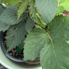Photo of the plant species Common Blackberry by @FoxyCutgrass named Austen on Greg, the plant care app