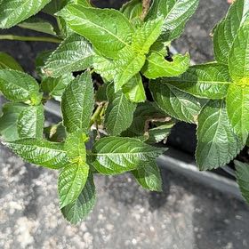 Photo of the plant species Yellow Sage by @FoxyCutgrass named Keanu Leaves on Greg, the plant care app