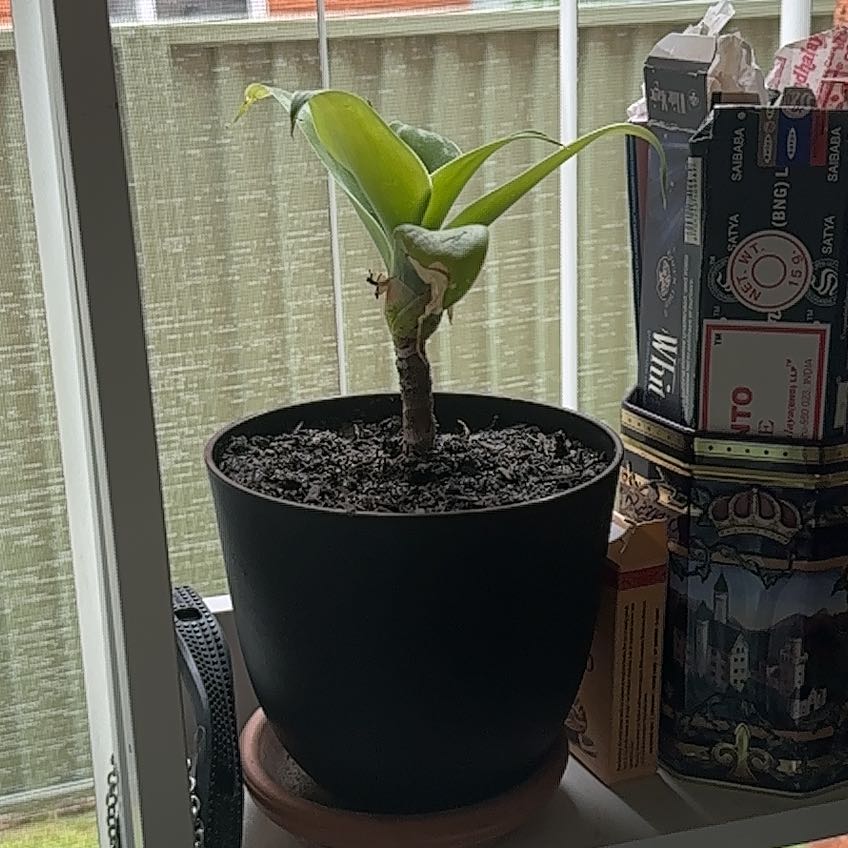 Potted banana plant on a windowsill with healthy green leaves.