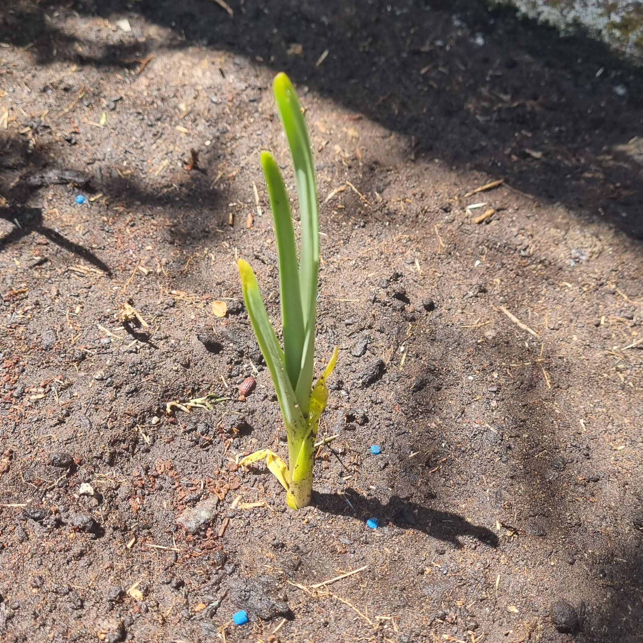 Young Elephant Garlic plant growing in soil with minor yellowing at the base.