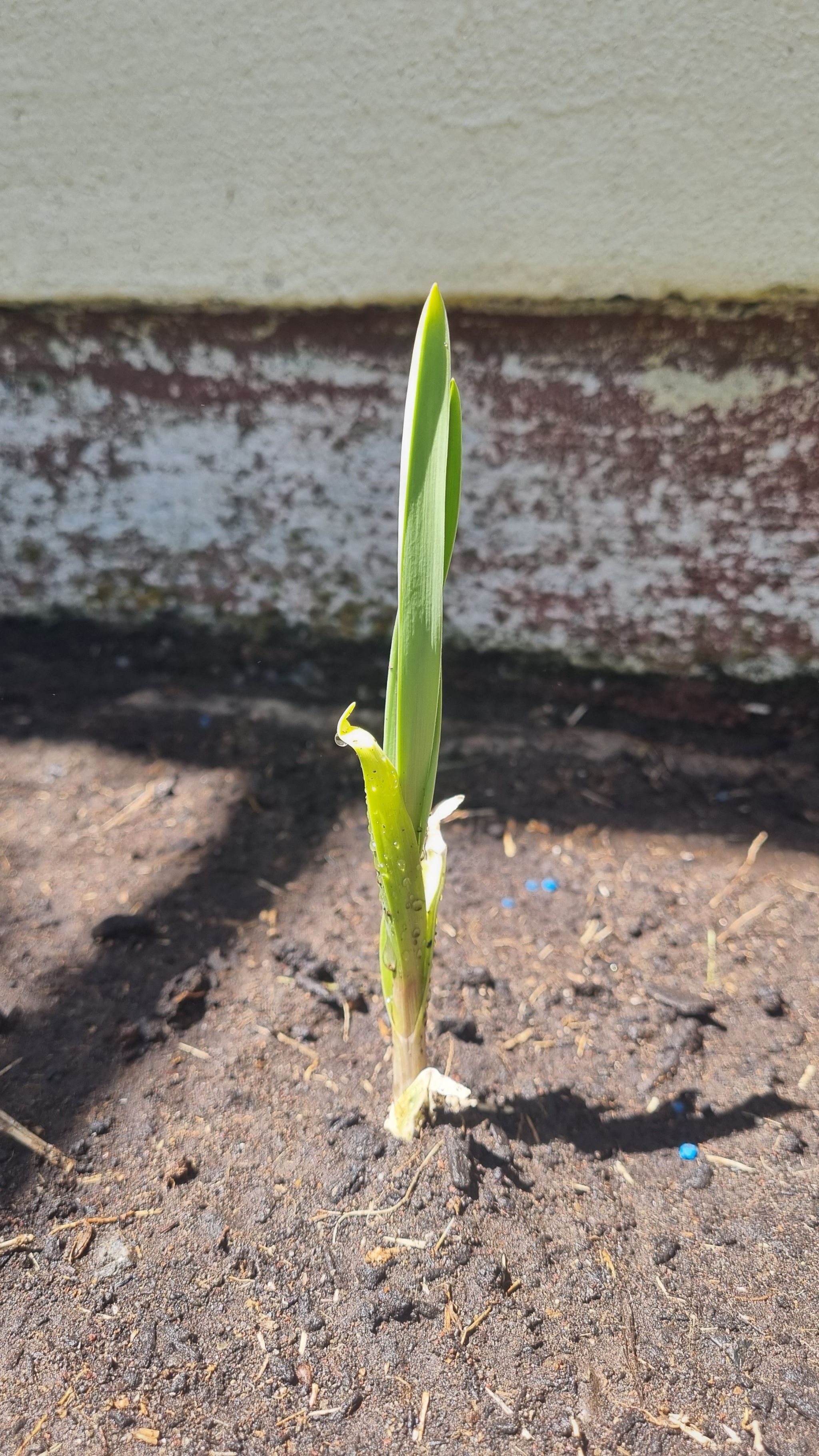 Young Elephant Garlic plant growing in soil with a wall in the background.