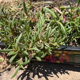 Photo of the plant species Hardy Yellow Ice Plant by @LordLuckyjade named Harry on Greg, the plant care app