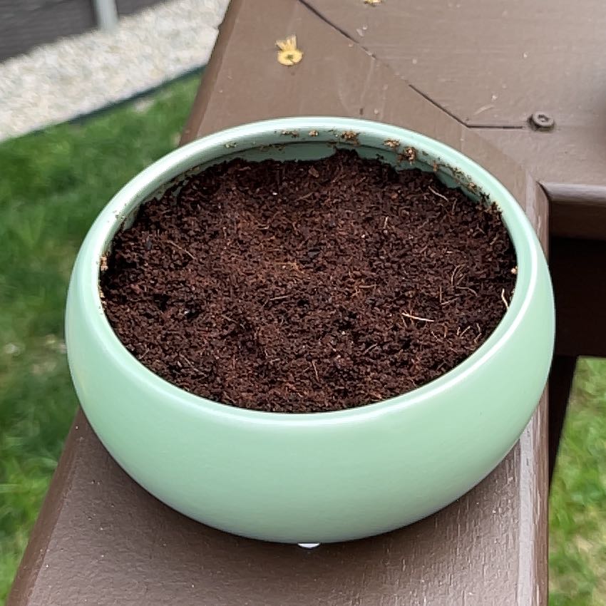 Photo of the plant species Cactus by @GoodyOcotillo named Girlfrond on Greg, the plant care app