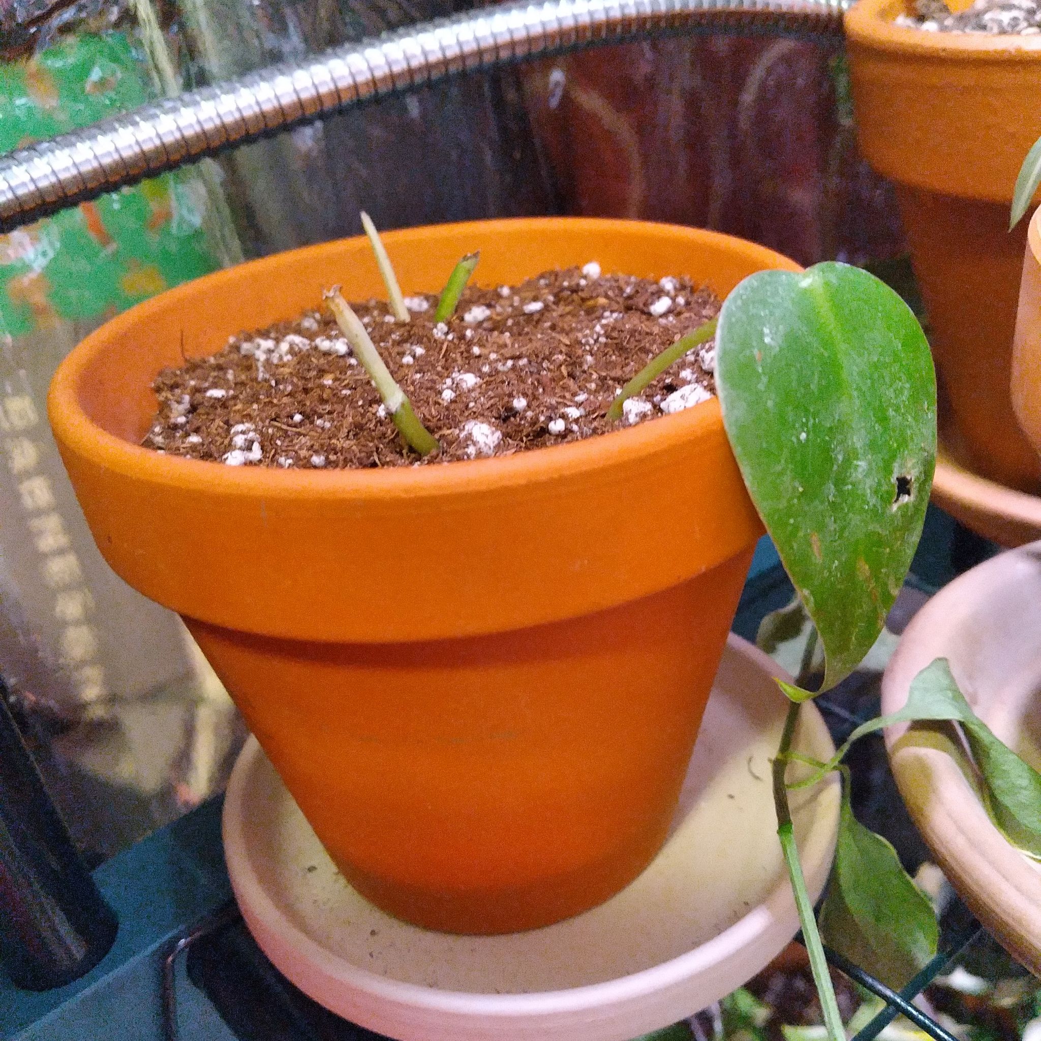 Tesla A plant by DeftGrumichama on Greg