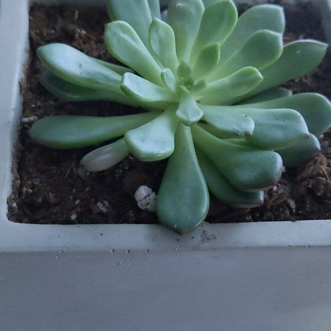 Photo of the plant species Echeveria pelusida 'Mexican Hat' by @NeatTerranium named Muhammad Ali on Greg, the plant care app