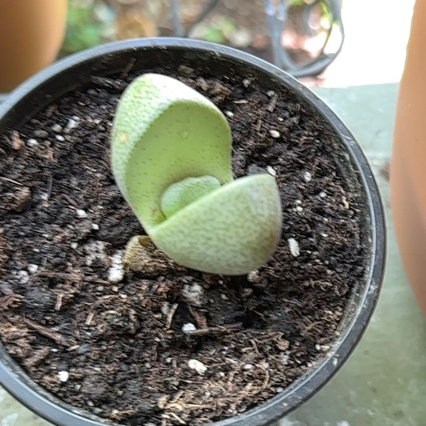 Photo of the plant species Rubra Lithops by @ChiefBegonia named Elina on Greg, the plant care app