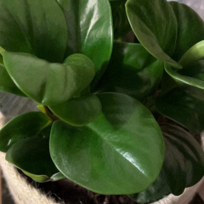Photo of the plant species green peperomia by @SugarMyrtleoak named ChloroPhil on Greg, the plant care app