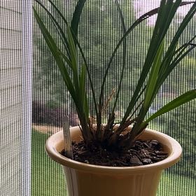 Photo of the plant species Cymbidium orchid by @CourtlyBlueoak named Leaf Erickson on Greg, the plant care app
