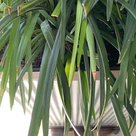 Photo of the plant species Creeping lilyturf by @ZippySilkvine named Morgan Treeman on Greg, the plant care app