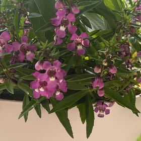 Photo of the plant species Angelonia 'Serenita Purple' by @ArtisticRoselle named Pax on Greg, the plant care app