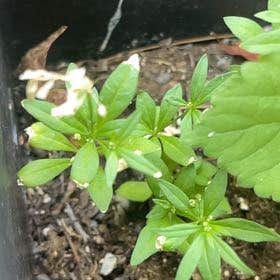 Photo of the plant species Sweet Woodruff by @RegalMingthing named Achilles on Greg, the plant care app