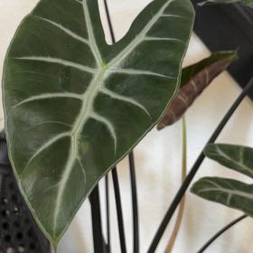 Photo of the plant species Alocasia 'Ebony' by @BetterSnowrose named Sanders on Greg, the plant care app