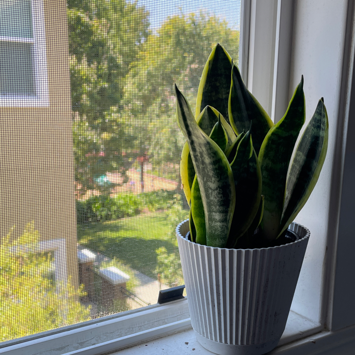 Futura Superba Snake Plant on a windowsill with a view of greenery outside.