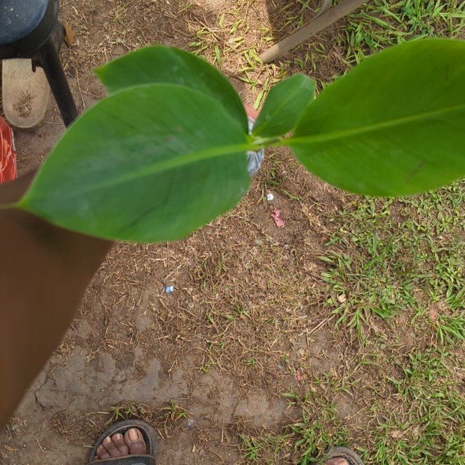 Photo of the plant species Grand Nain Banana by @MeekMedeola named Diana on Greg, the plant care app