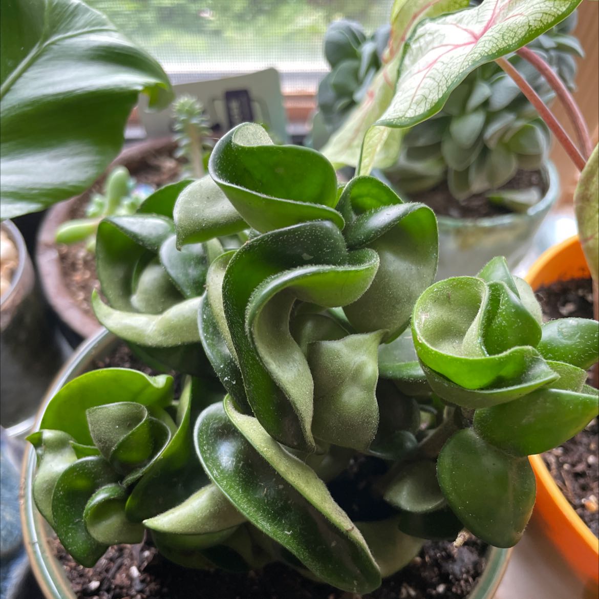 Hoya carnosa 'Compacta' plant with healthy, curled green leaves in a pot.