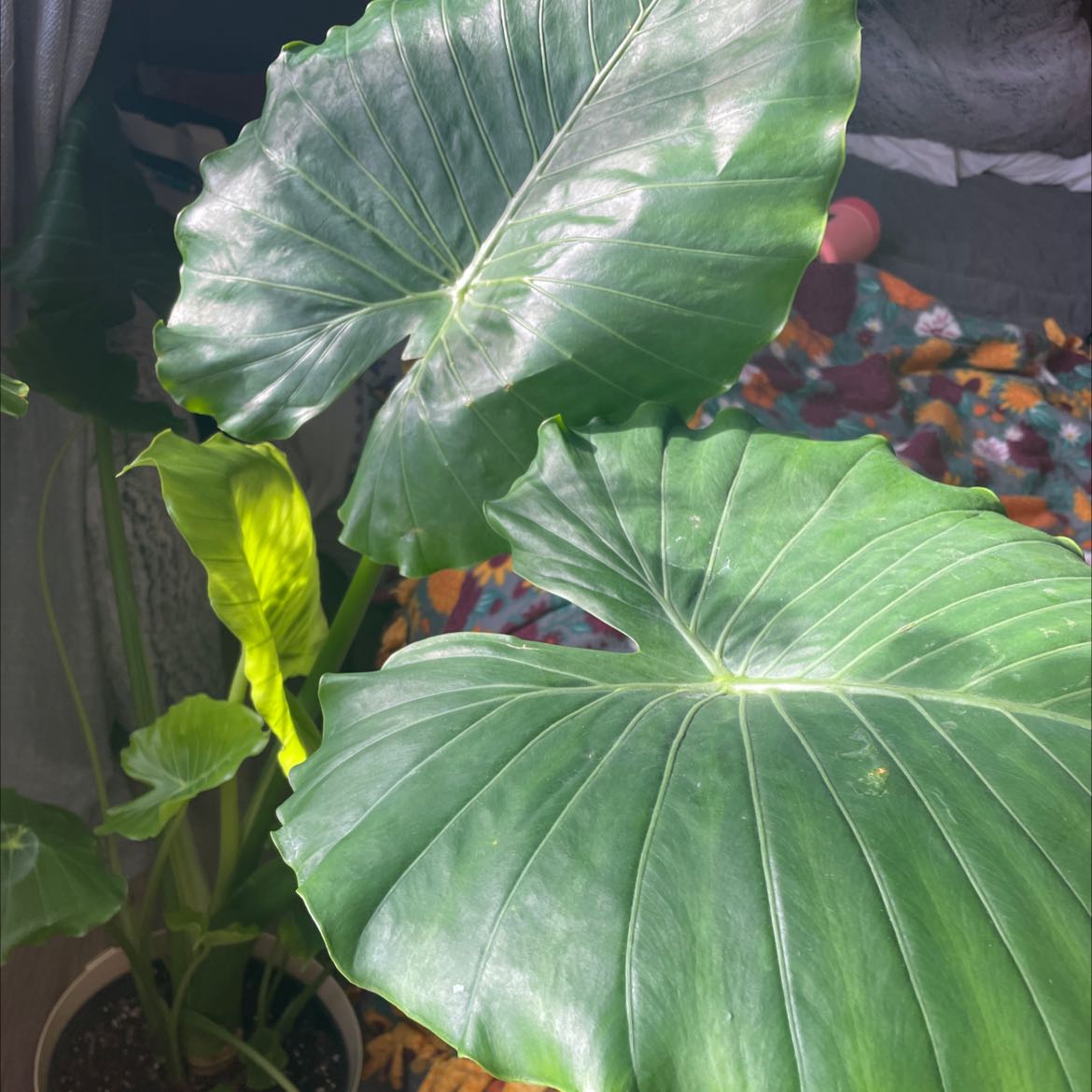 Giant Taro plant with large green leaves and some yellowing, indoors and well-lit.