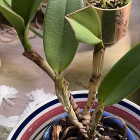 Photo of the plant species Laeliocattleya 'Rex' by @taylorship named Cosmic Fire X SVO on Greg, the plant care app