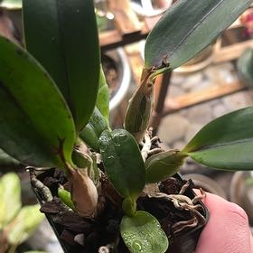 Photo of the plant species SLC Seagulls Apricot X Cosmic Sparks by @taylorship named Kathleen’s Twin X Kathleen’s Big Sister on Greg, the plant care app