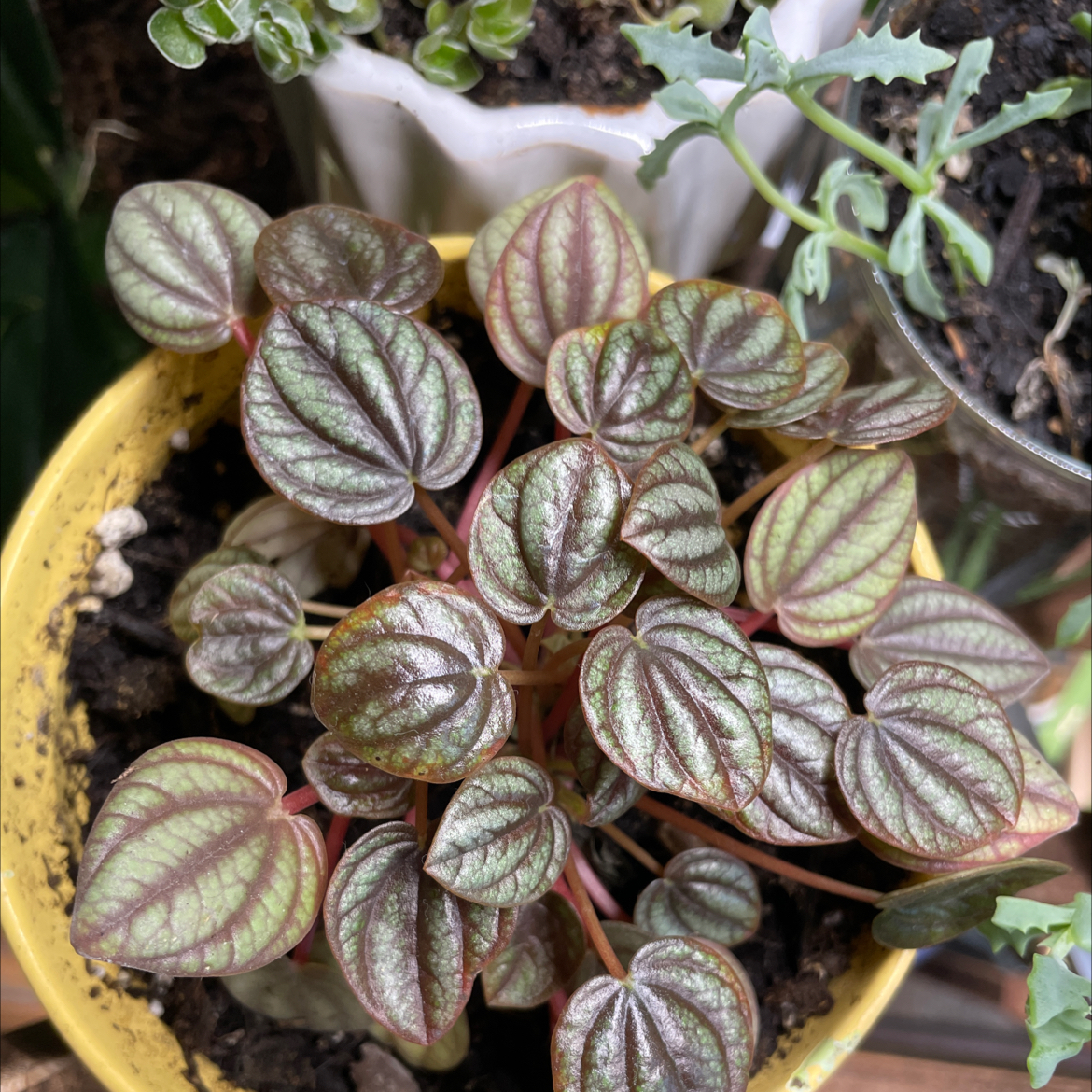 Healthy Watermelon Peperomia plant with striped leaves in a yellow pot.