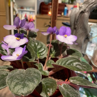 African Violet plant in Shellsburg, Iowa