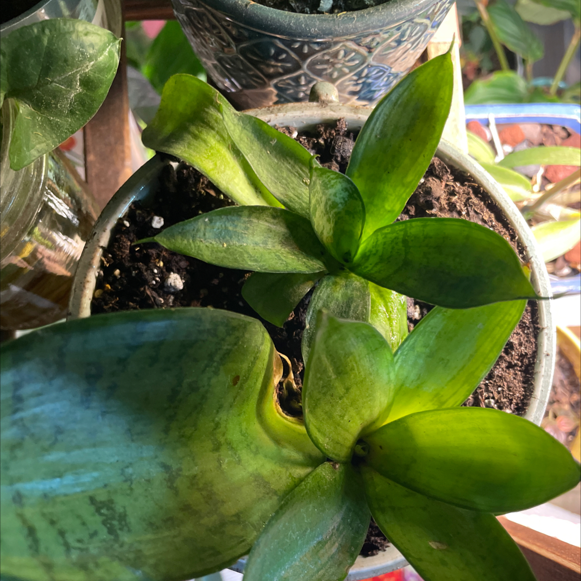 Bird's Nest Snake Plant in a pot with visible soil and vibrant green leaves.
