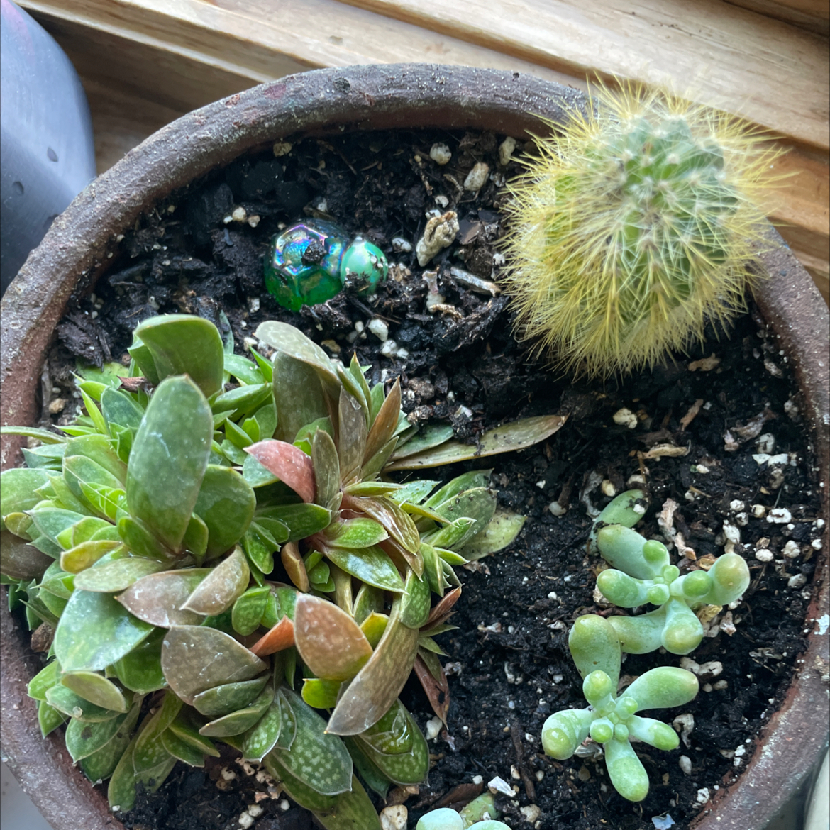Potted arrangement with multiple succulents, including Echeveria Runyonii. Soil is visible.