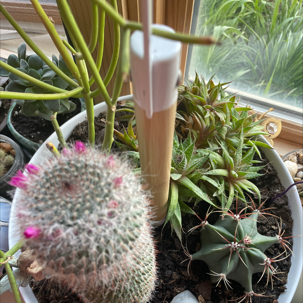 A variety of plants in a pot, including a Lace Aloe, near a window.