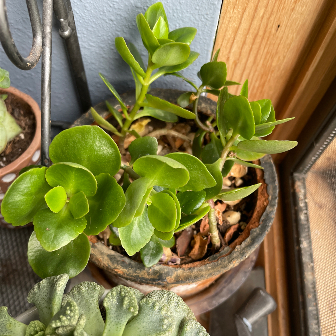 Florist Kalanchoe plant photo by @taylorship named Kallie on Greg, the plant care app.