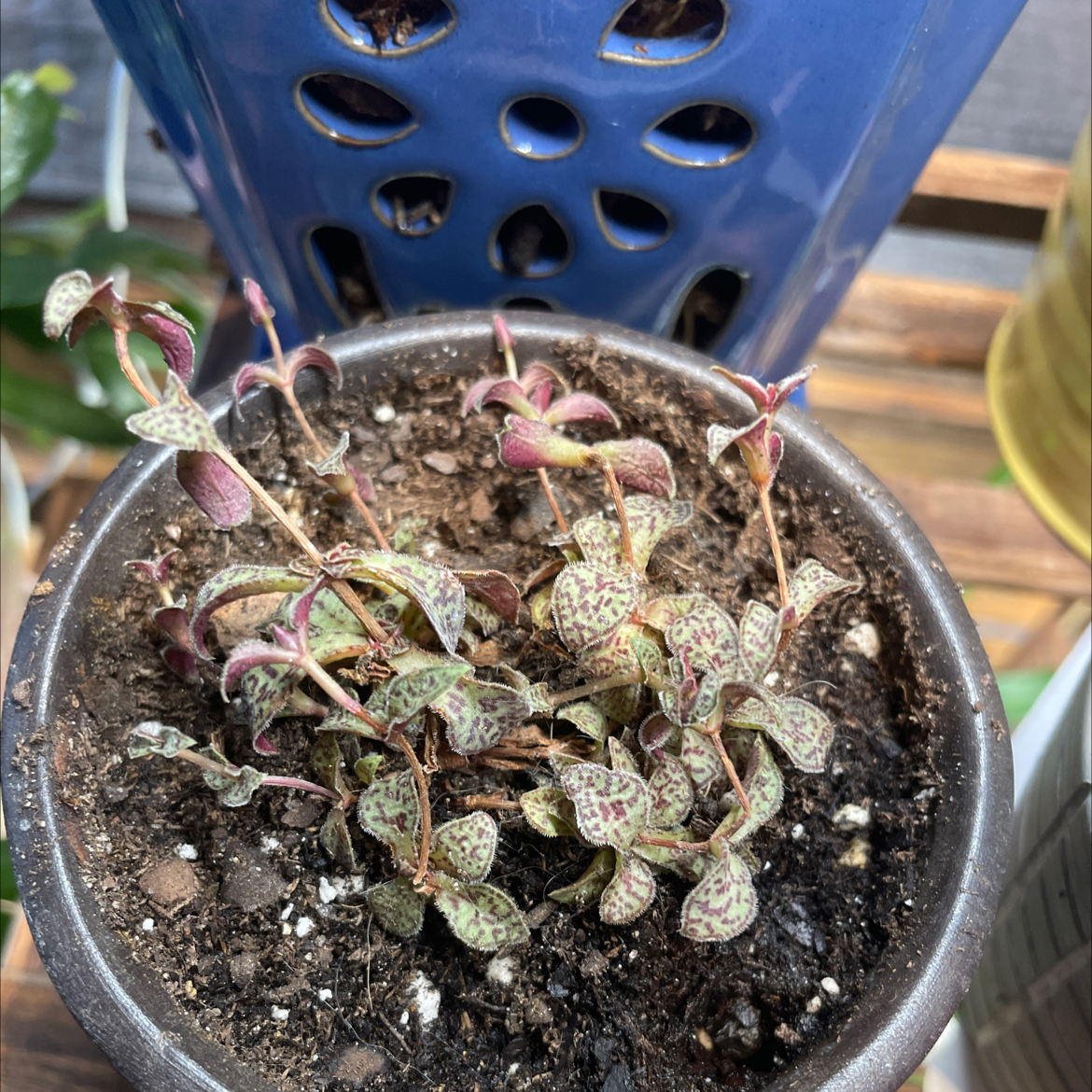 Crassula volkensii plant photo by @taylorship named Shelly on Greg, the plant care app.