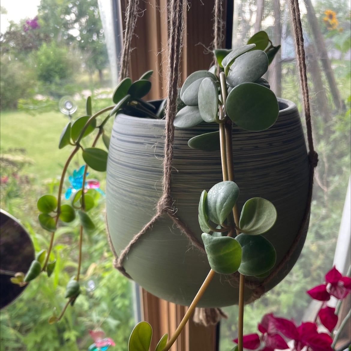 Peperomia 'Hope' plant in a hanging pot near a window, appearing healthy with green leaves.