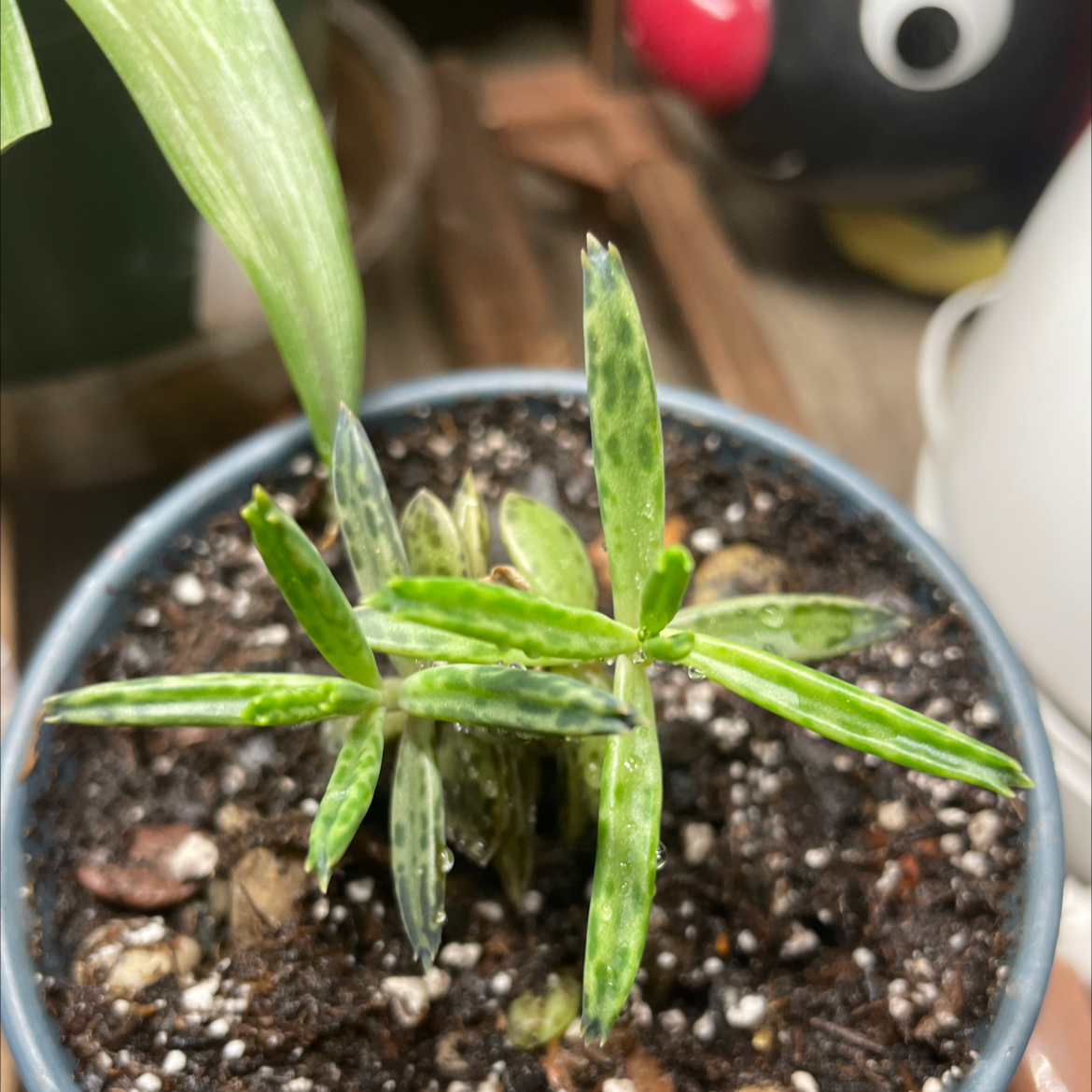 Closeup of a healthy Mother of Millions plant in a pot, with a hand gently holding a leaf to showcase the small plantlets growing along the leaf margins.